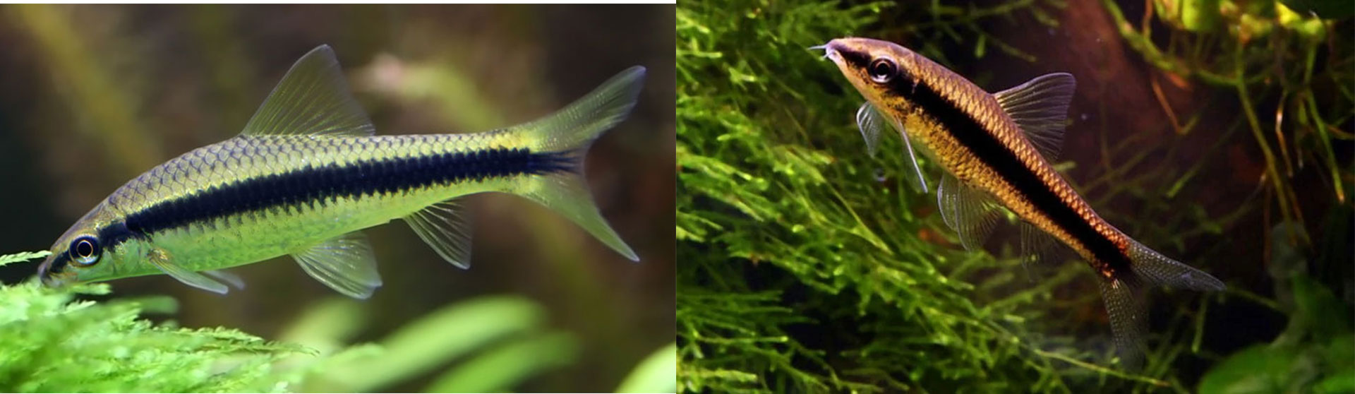 清洁鱼有什么用,冷清洁鱼有哪些