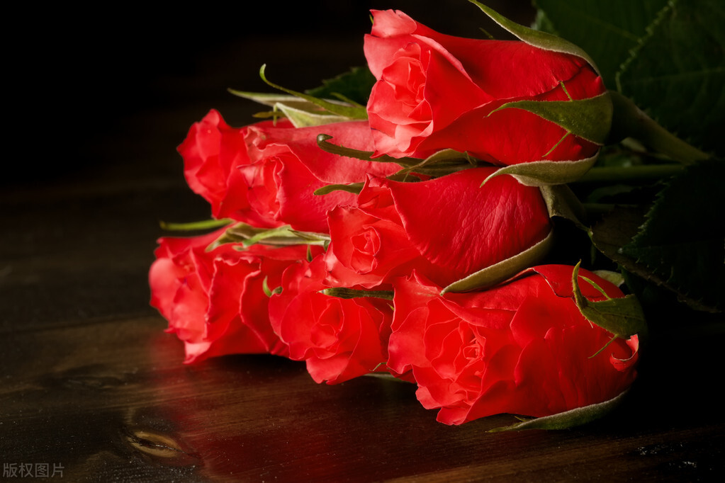 送玫瑰的正确方式,送玫瑰花的图片数量和意义