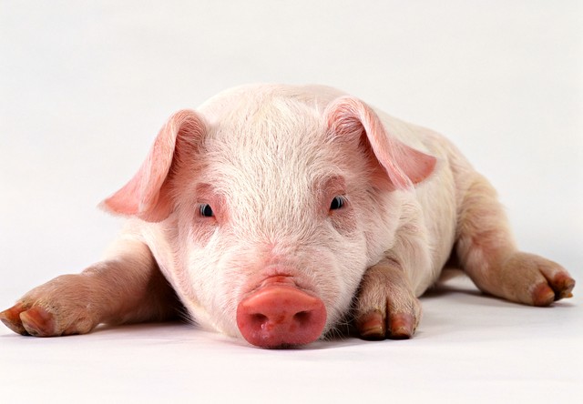 猪食欲不振喂什么药,猪食欲不振什么病