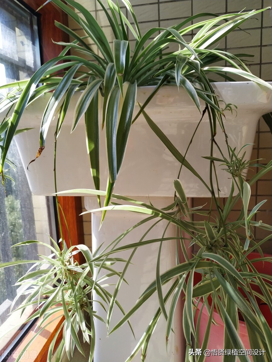 室内盆栽去甲醛植物不需要阳光,绿植盆栽桌面盆栽吸甲醛净化空气