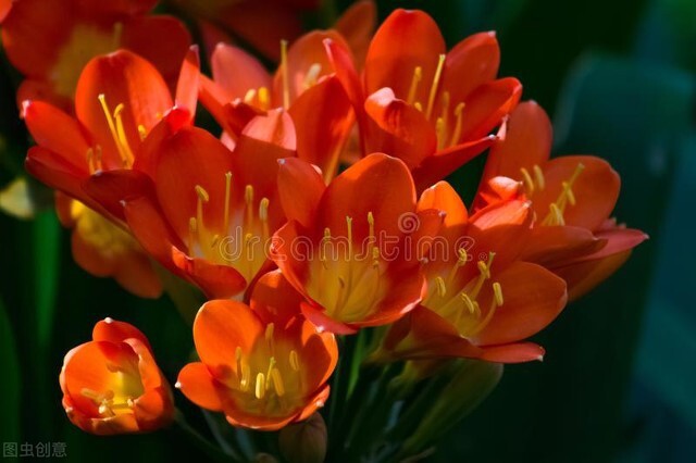 每天认识一种君子兰,君子兰彩兰植料