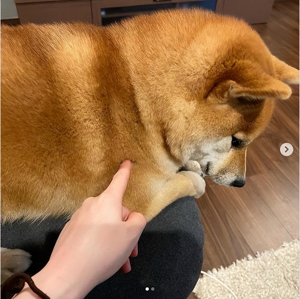 别管养什么狗，这些“忌讳”不要犯，不然它会翻脸！