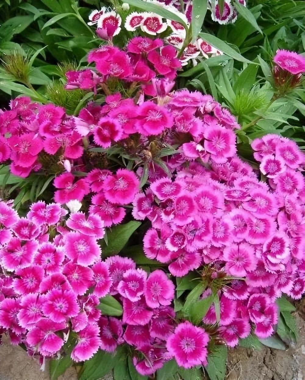 3种花最适合夏天养,4种花最适合冬天养开花漂亮