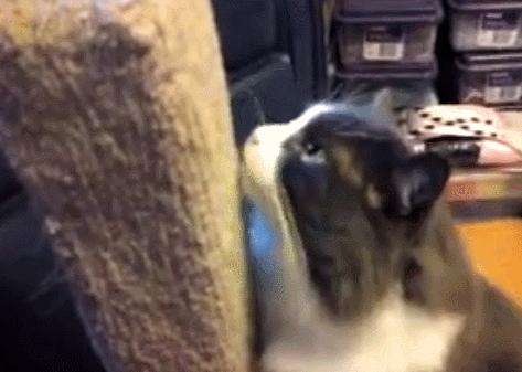 猫咪吃饭的十大怪癖 (猫咪的七大怪癖喵了个咪)