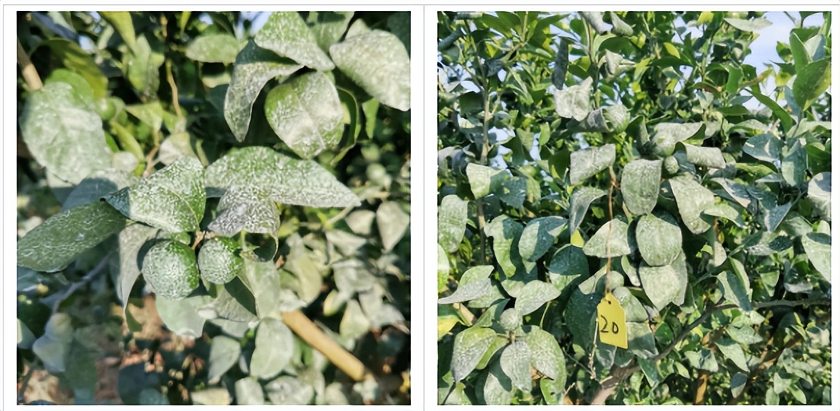 用防晒喷雾可以百分百防晒吗,用防晒喷雾做防晒霜