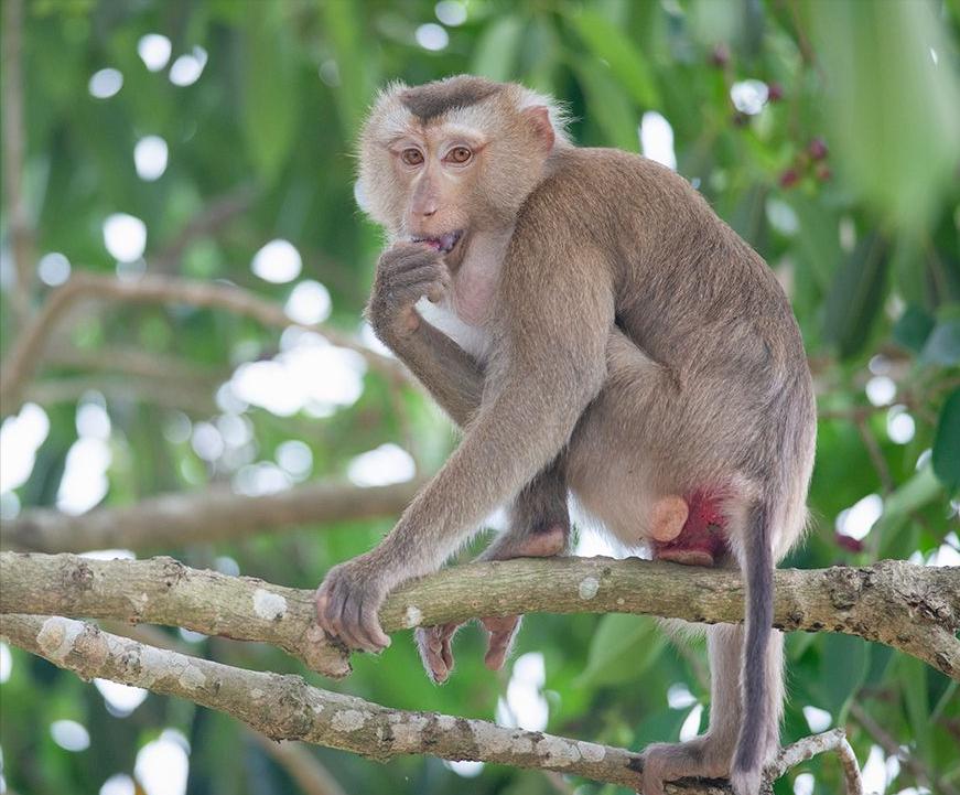 云南所有稀有动物猴子,云南稀有野生动物猴子