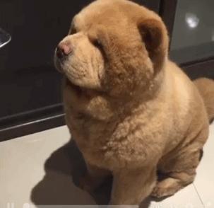 松狮犬的优点和缺点有哪些,土松狮犬优缺点