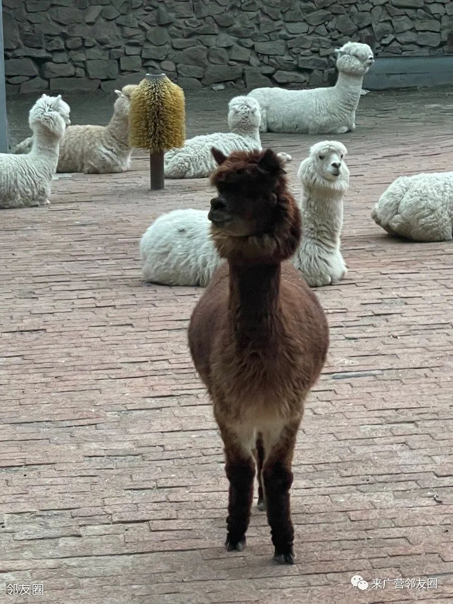 紫玉山庄最新消息今天,紫玉山庄最新动态