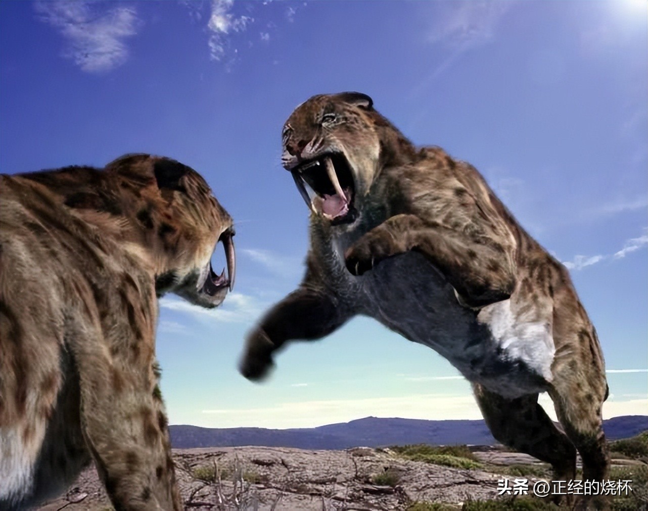 剑齿虎与人类的体型对比图片,剑齿虎最怕什么物种