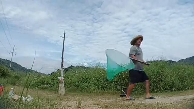 朋友们在问老黄，捉那竹筒蜂来干嘛呀，听听老黄怎么说吧