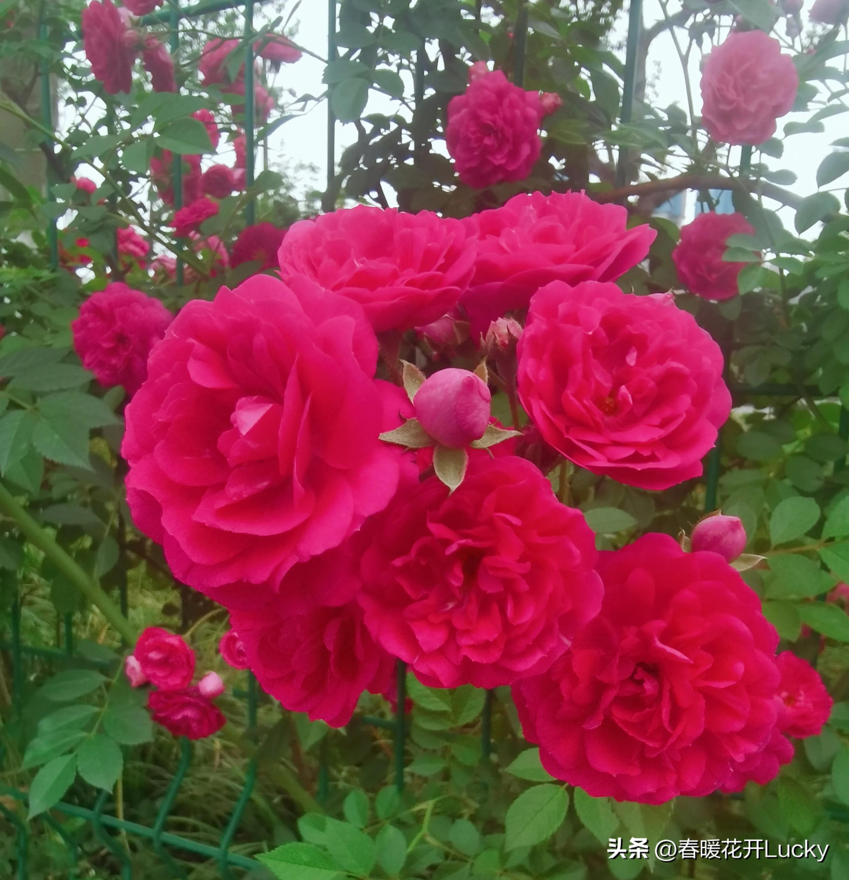 花红花火中的花火,火黄色月季花