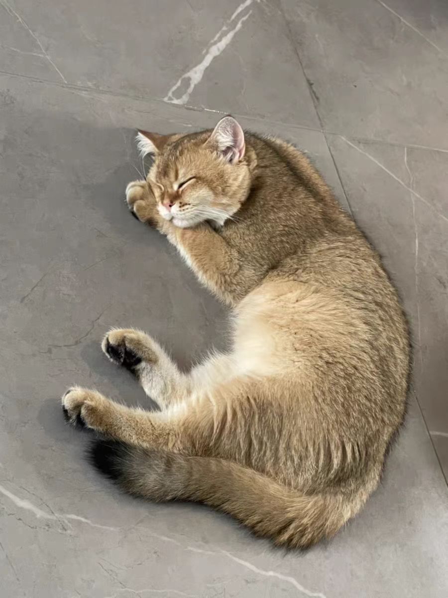 国产猫粮排行榜前十名有哪些,2021国产猫粮排行榜前十名