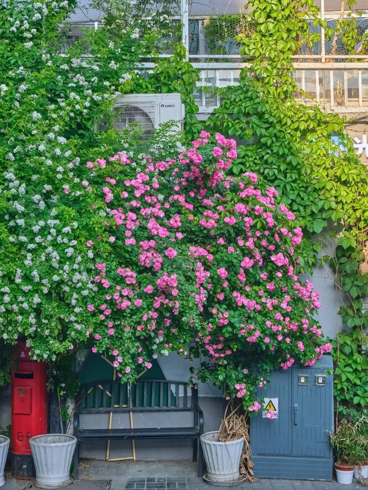 手机壁纸北京春天,北京胡同秋天壁纸