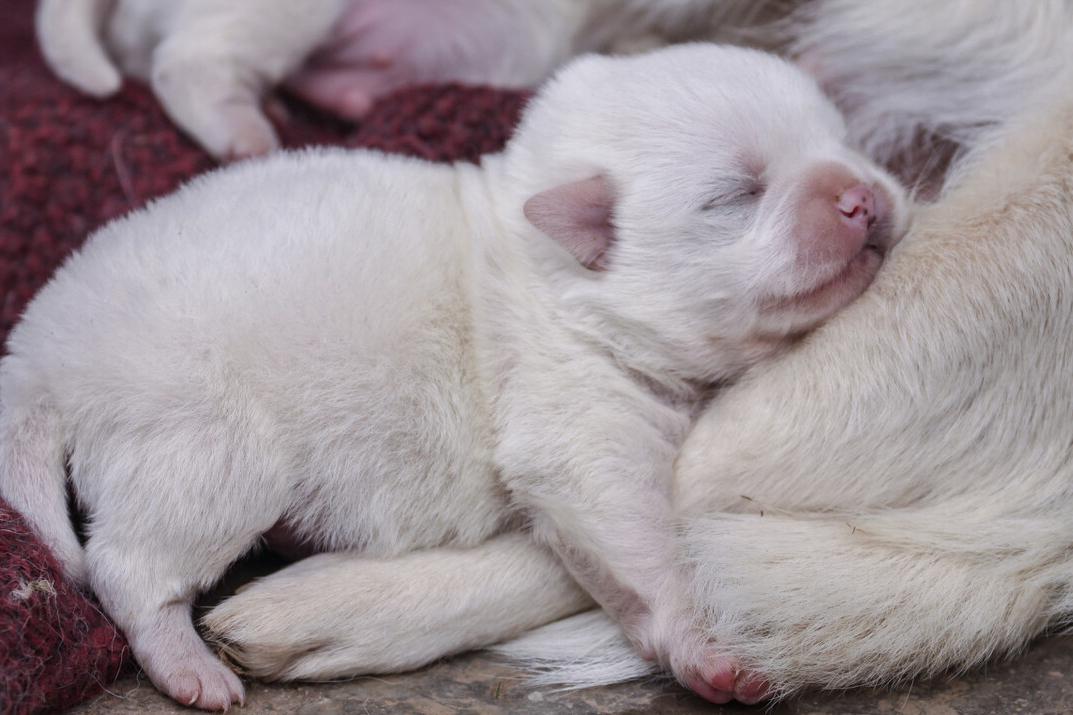 中途打断交配的狗狗，会带来什么影响？