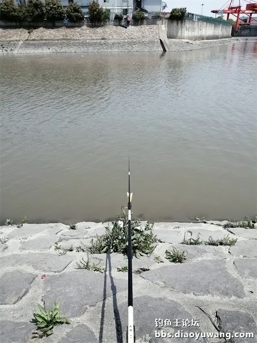 钓鱼王饵野钓破百尾