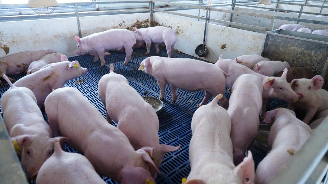 夏天猪可以冲水吗？夏天怎么给猪洗澡？猪每天都要洗澡吗？