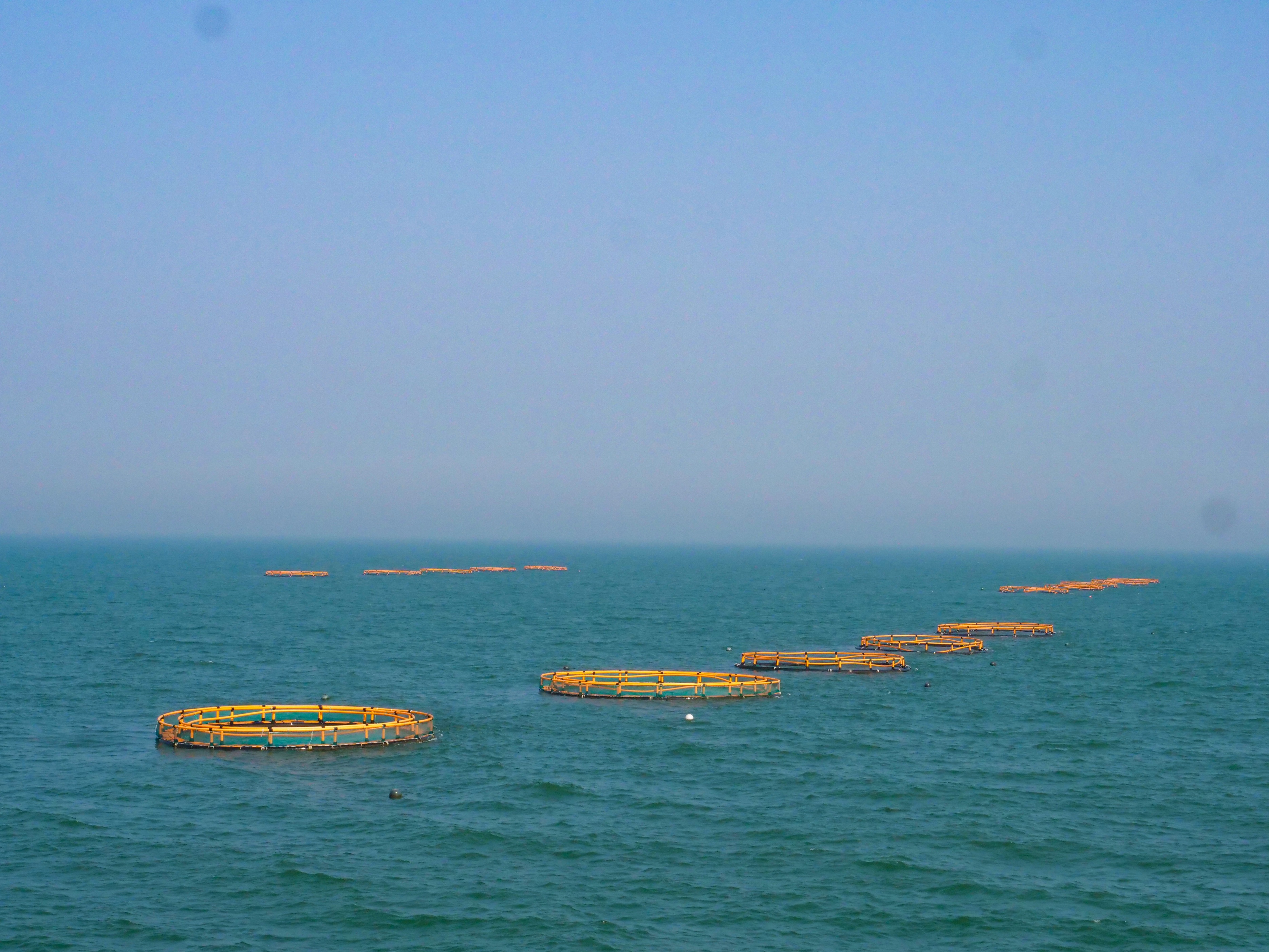 日照海鲜攻略指南本地人吐血整理,全方面解析日照海鲜攻略收藏版