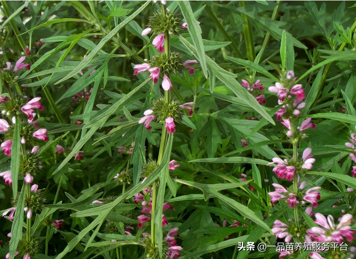 散养土鸡一天喂几次料才长肥,散养土鸡喂多少个蛋白