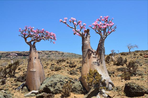 家养3种富贵花福气好运挡不住,七种富贵花图片