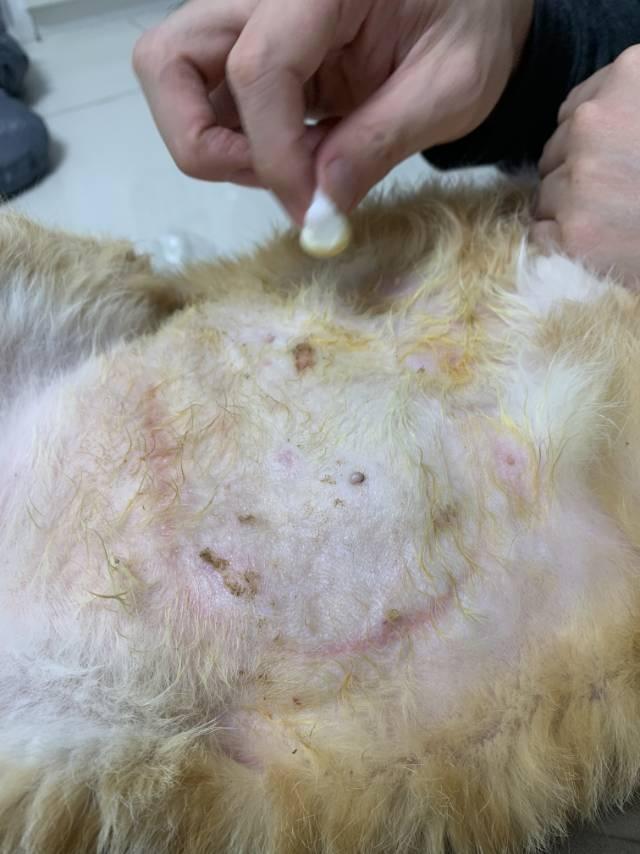 猫咪腹部溃烂治疗方案,小猫猫瘟口腔溃烂怎么办