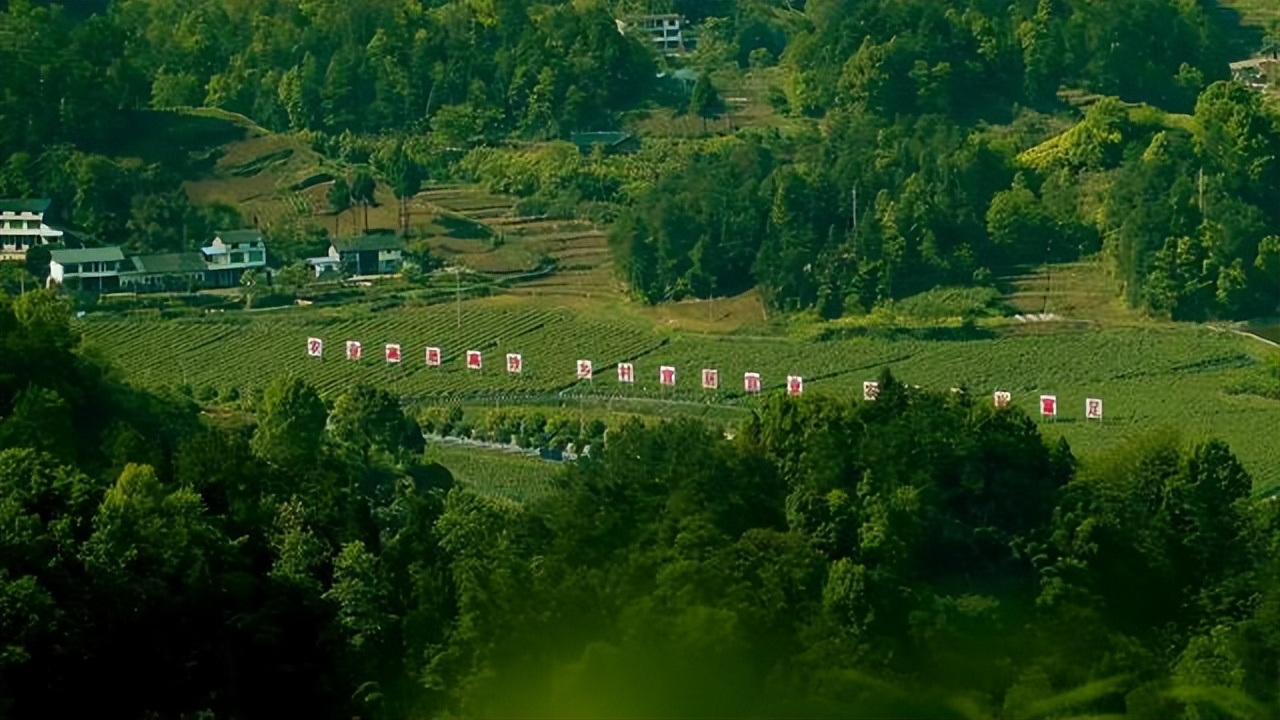 山茶油食用油怎么食用,野生山茶油最健康的食用油