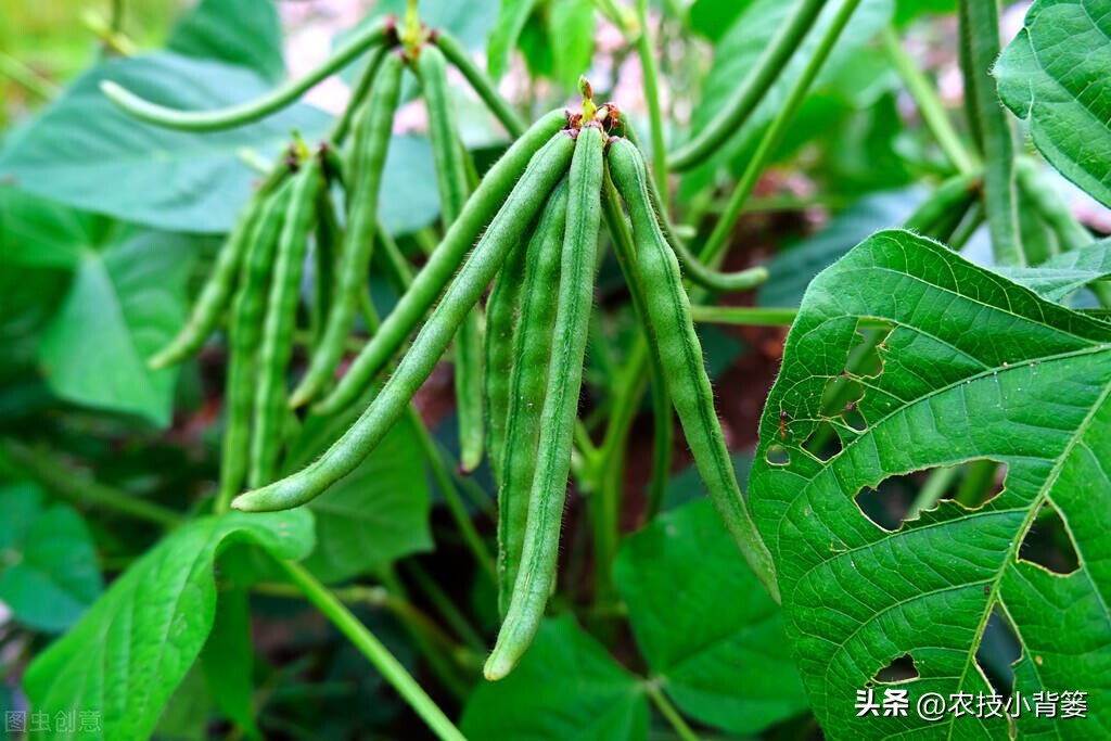 绿豆种植方法及种植时间,绿豆怎么种植和生长过程