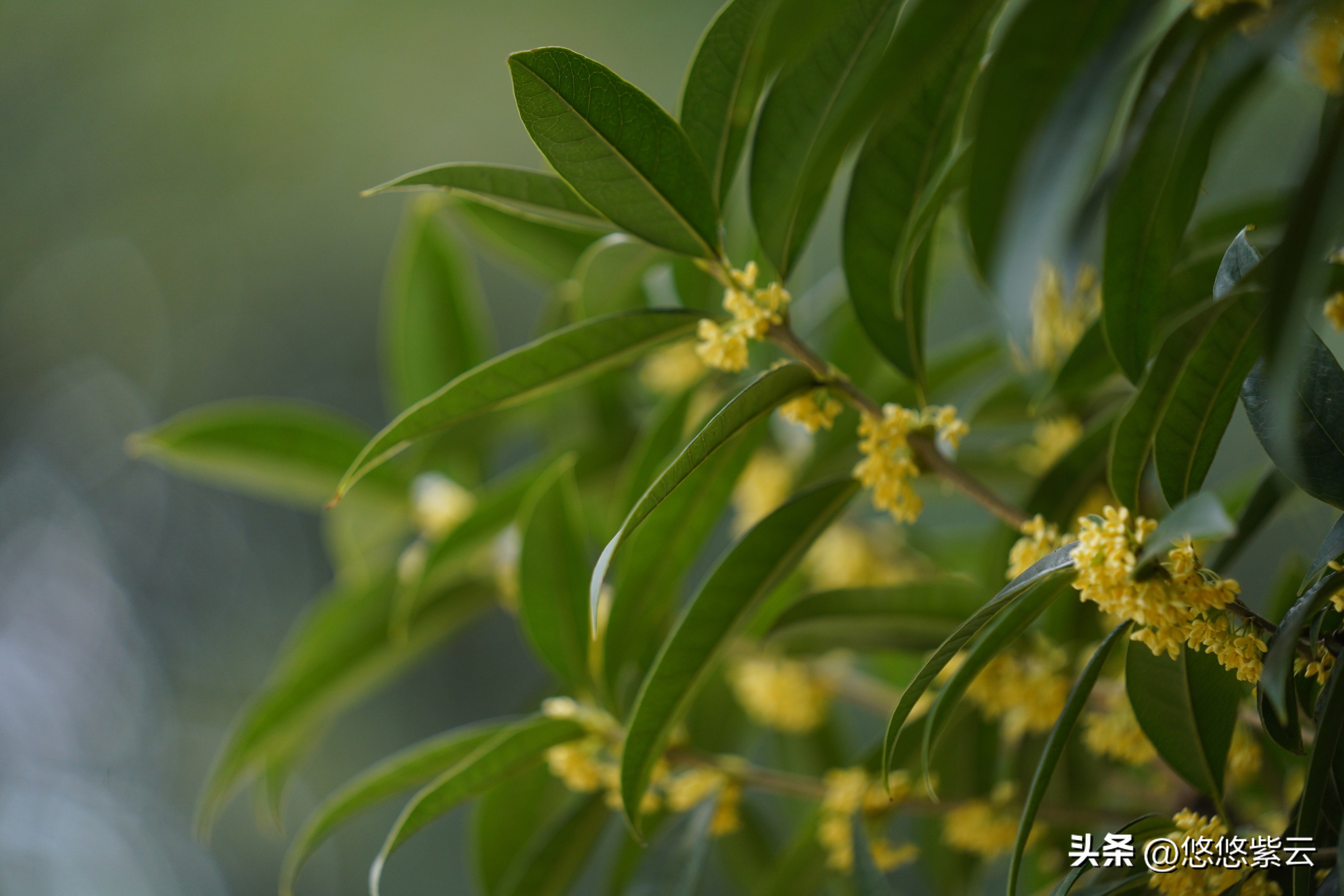 襄阳桂花,襄阳八月桂花遍地开