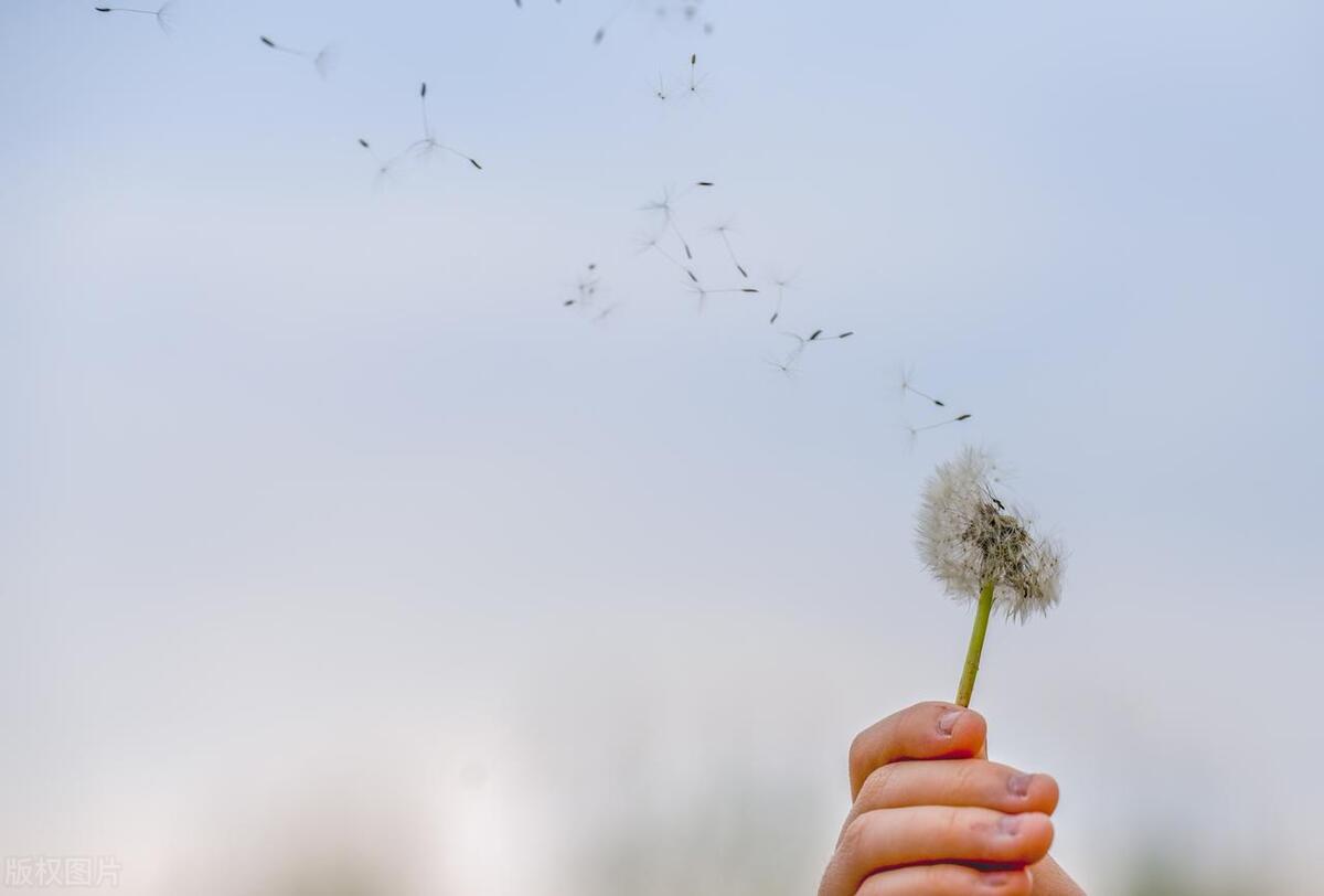 各种植物种子旅行方式,你还知道哪些植物种子旅行的方法