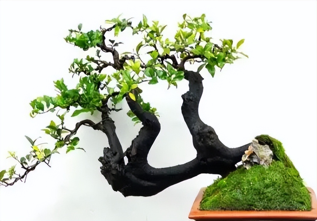 金弹子公母花不同步怎么办,金弹子不开花怎么分公母