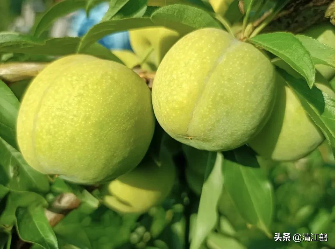 李子叶病害图片大全,李子树上白点是什么病害