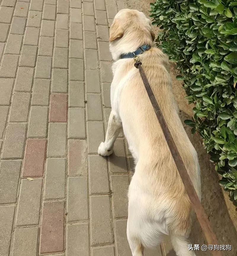 寻狗启事黑色拉布拉多犬郑州,郑州市哪里有卖拉布拉多犬