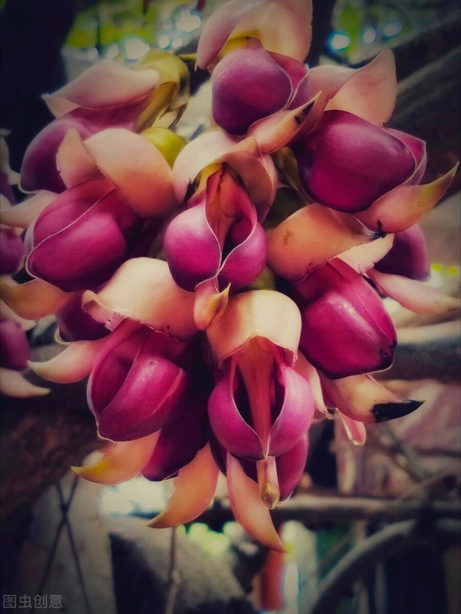 感恩母亲节祝自己节日快乐,母亲节感恩祝福词妈妈我爱你