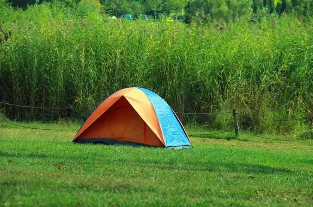 蜱虫比虱子厉害吗,怎么判断蜱虫和虱子