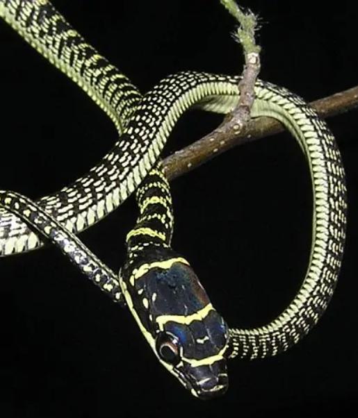 蛇类大全图鉴,蛇类大全