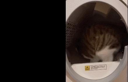 怎样测试猫咪的智商低还是高,如何测试猫咪的智商高不高