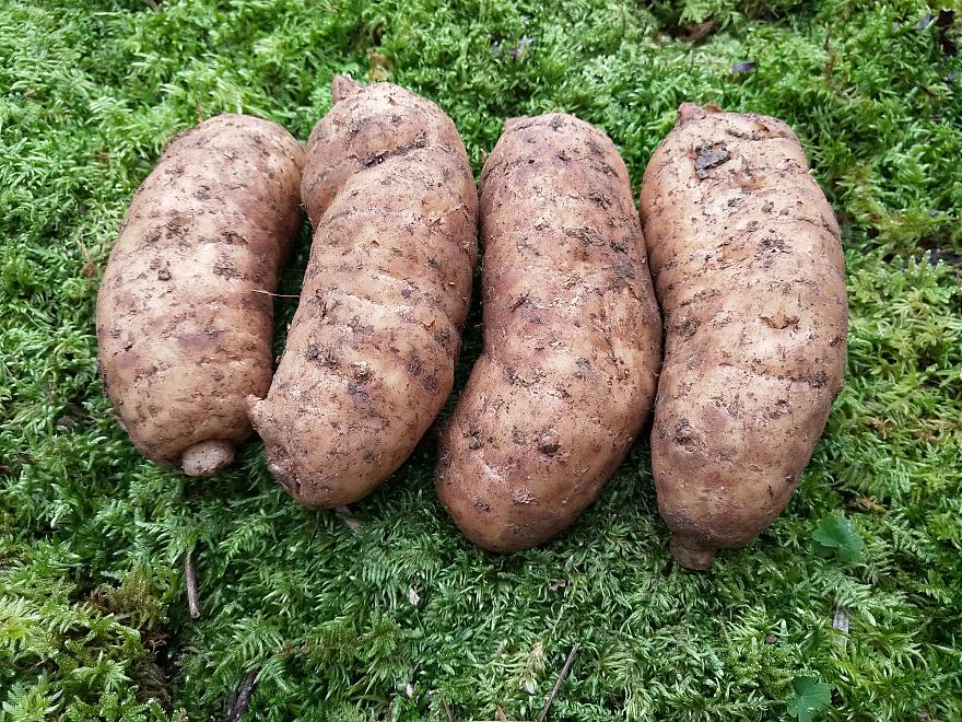 云南昭通小草坝天麻和土特产,走遍中国云南昭通市威信县