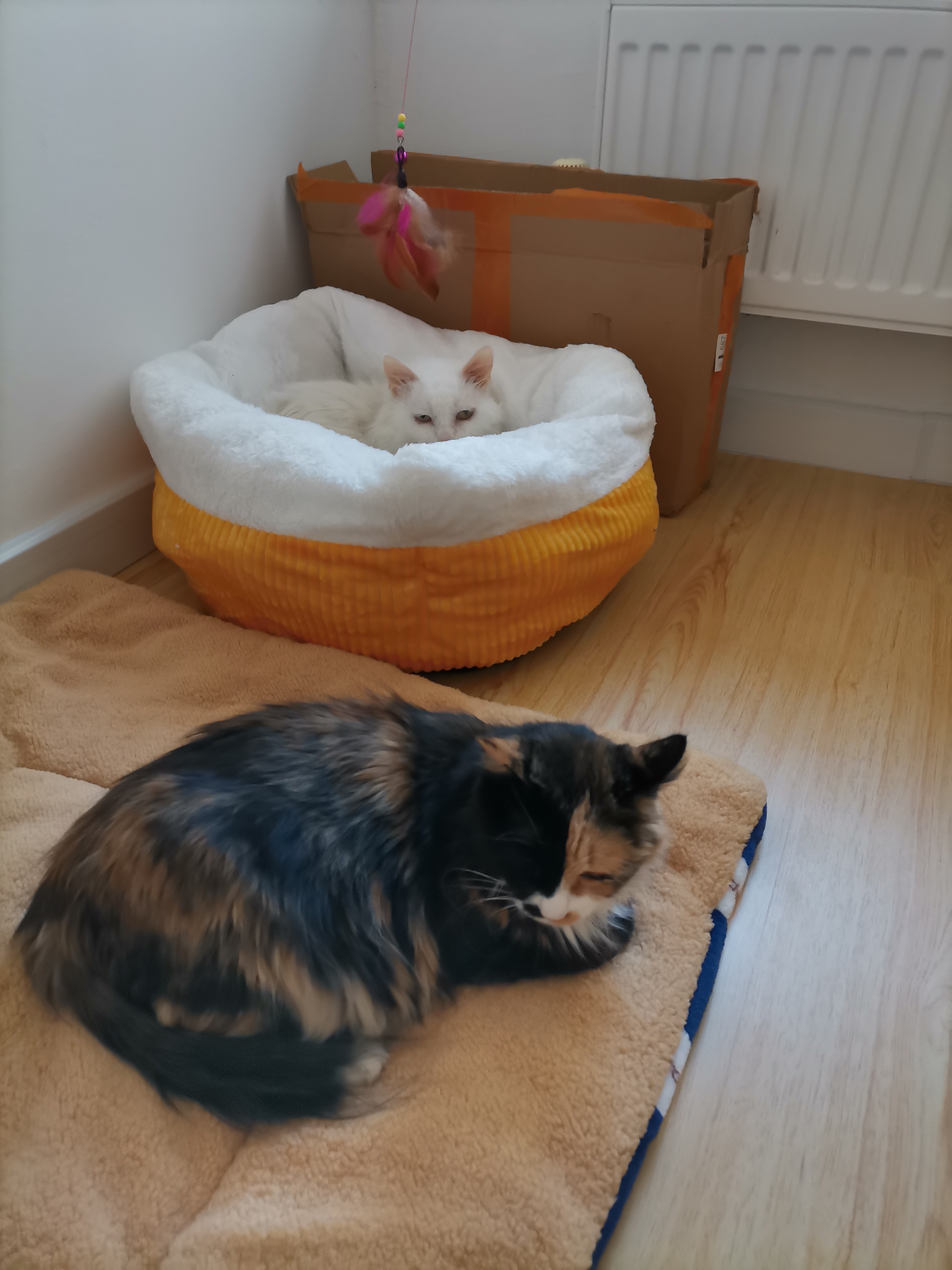 我的第二只猫咪图片,第二只猫来了第一只猫生气