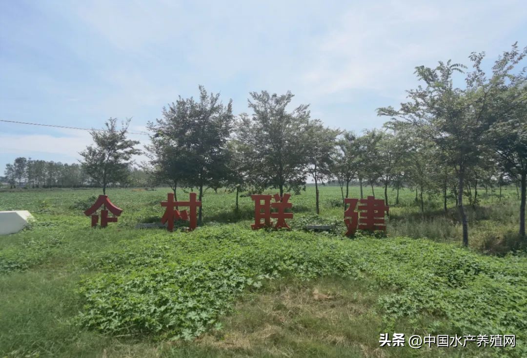 江苏螃蟹基地,探访阳澄湖螃蟹养殖区