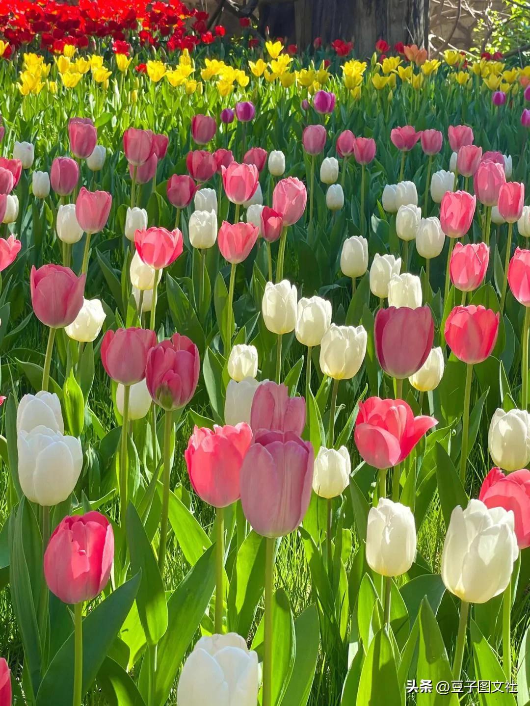 郁金香的花貌和郁金香的花语,各种颜色郁金香的花语是什么