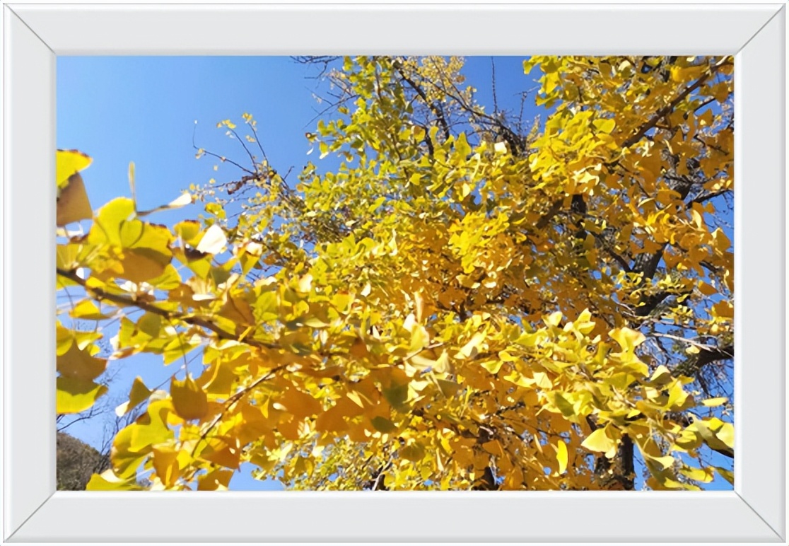 中国千年银杏谷住宿,中国千年银杏谷