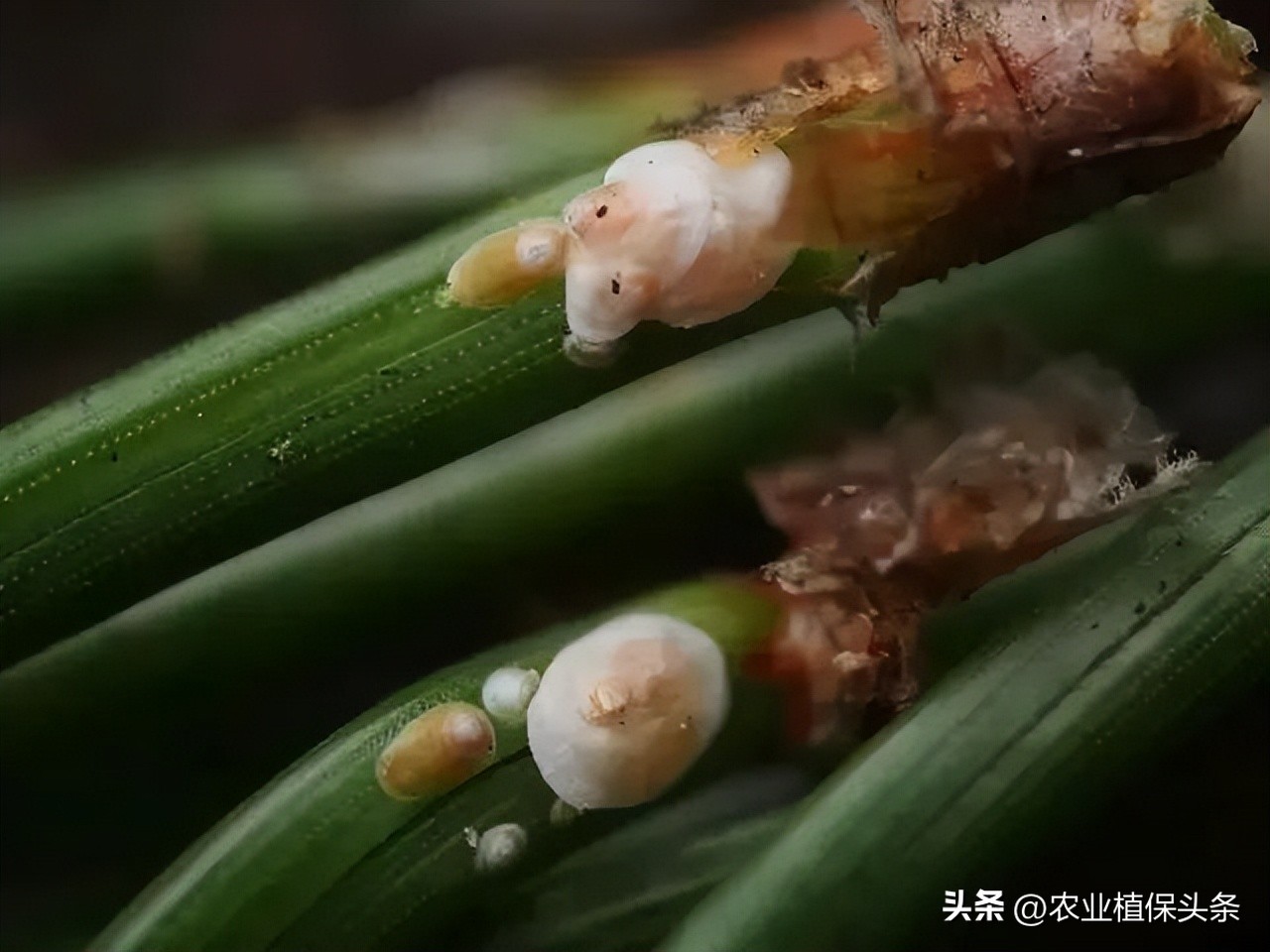 外来入侵物种动物名单,外来物种昆虫有哪些