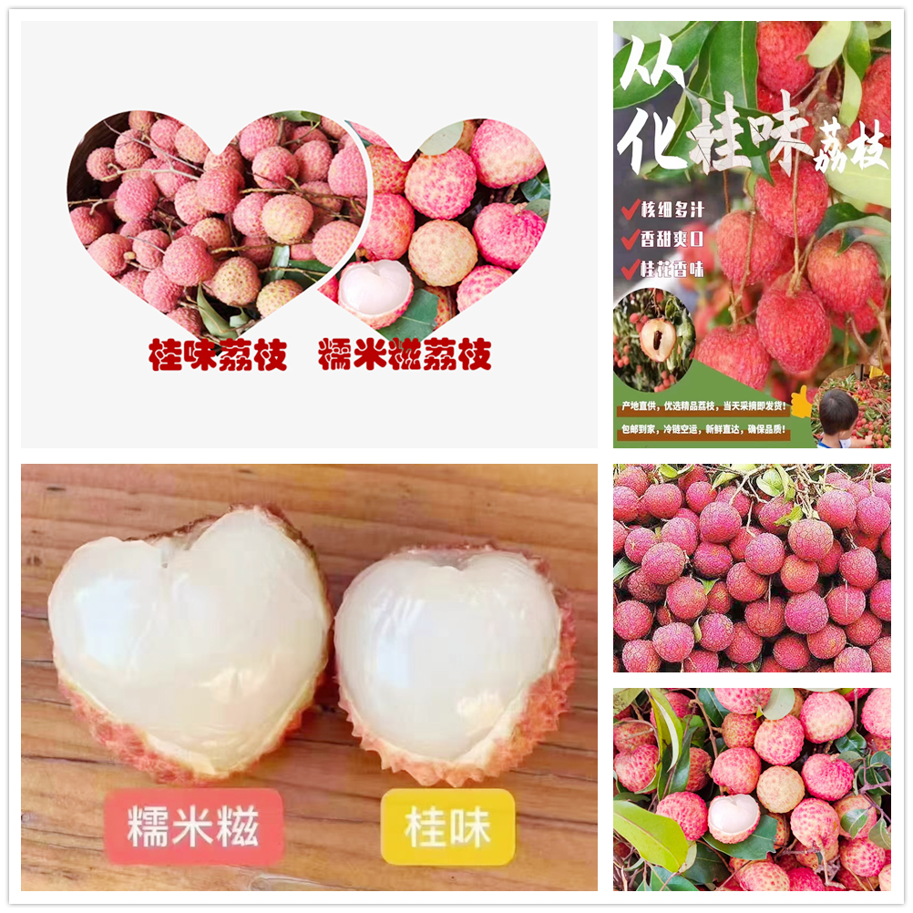 从化荔枝园采摘攻略,从化冬季旅游好去处