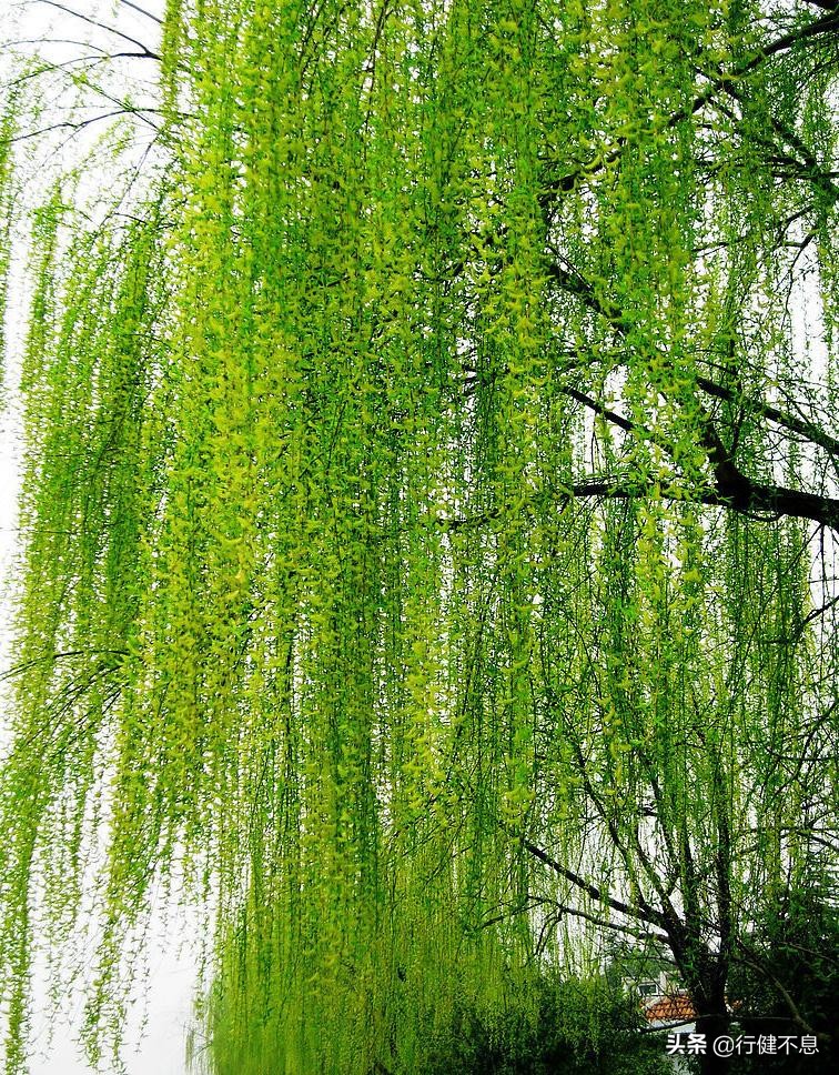 经典咏柳宋词,关于咏柳著名诗句及其赏析