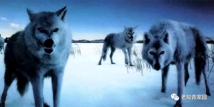 老知青讲北大荒艰苦生活的岁月,知青重返北大荒八五三农场