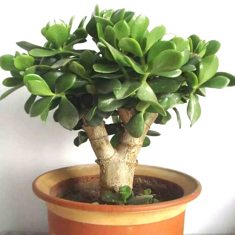 养什么花老桩值钱,这些花养成老桩就值钱了