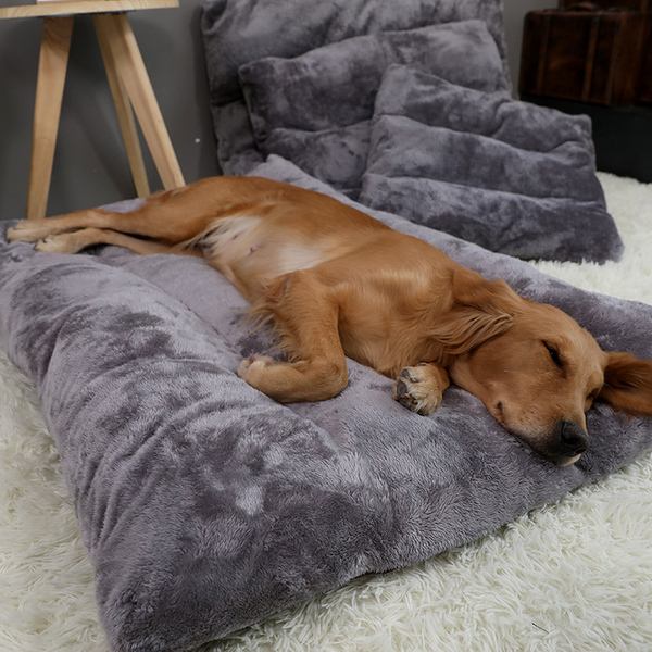 狗狗百科全书养狗必备,养狗新手必备狗狗用品萌宠好物