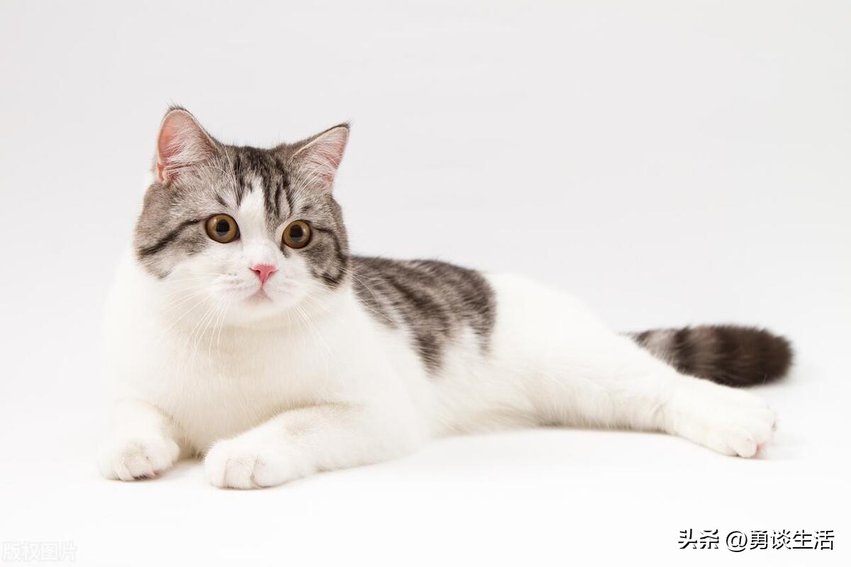 法律咨询小区流浪狗咬伤人怎么办,流浪狗咬伤人警方怎样处理