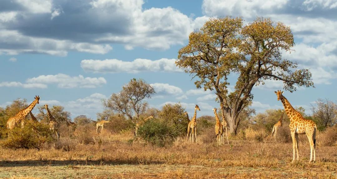 30分钟办好家庭津贴档案，数字化提高喀麦隆社保服务质量