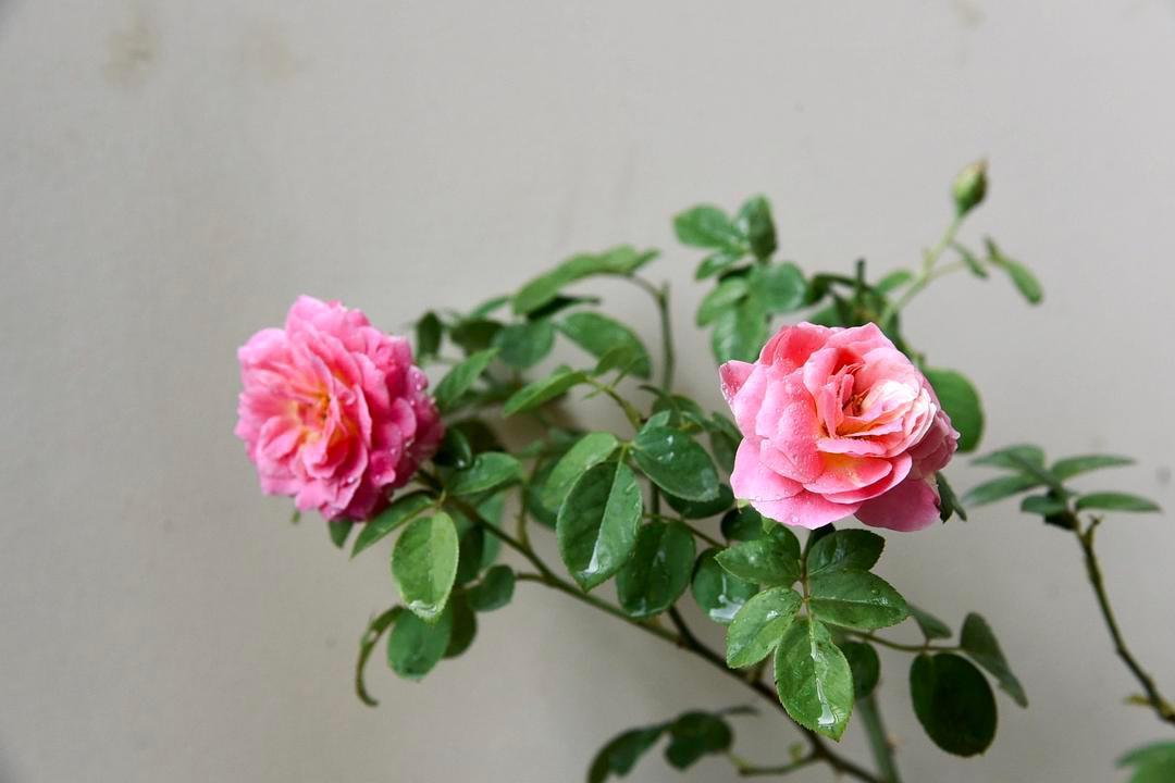 最值得养的大花微月,微月最耐寒好养的品种有哪些