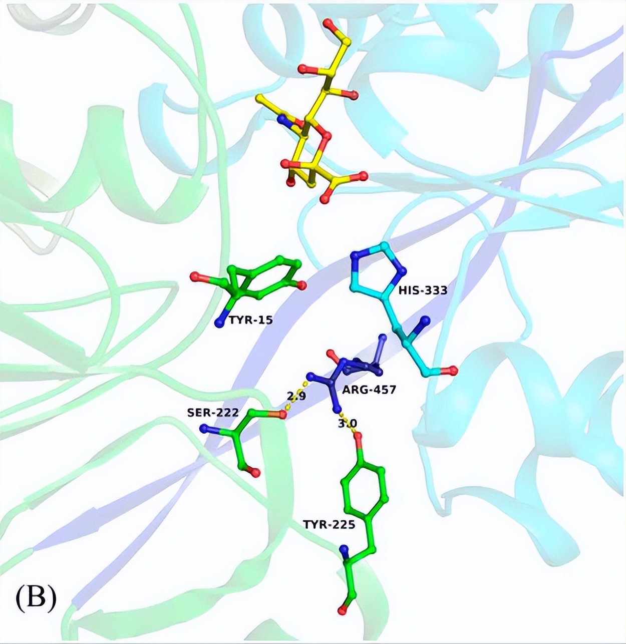 唾液酸与杜克雷嗜血杆菌周质结合蛋白之间相互作用的分子特征